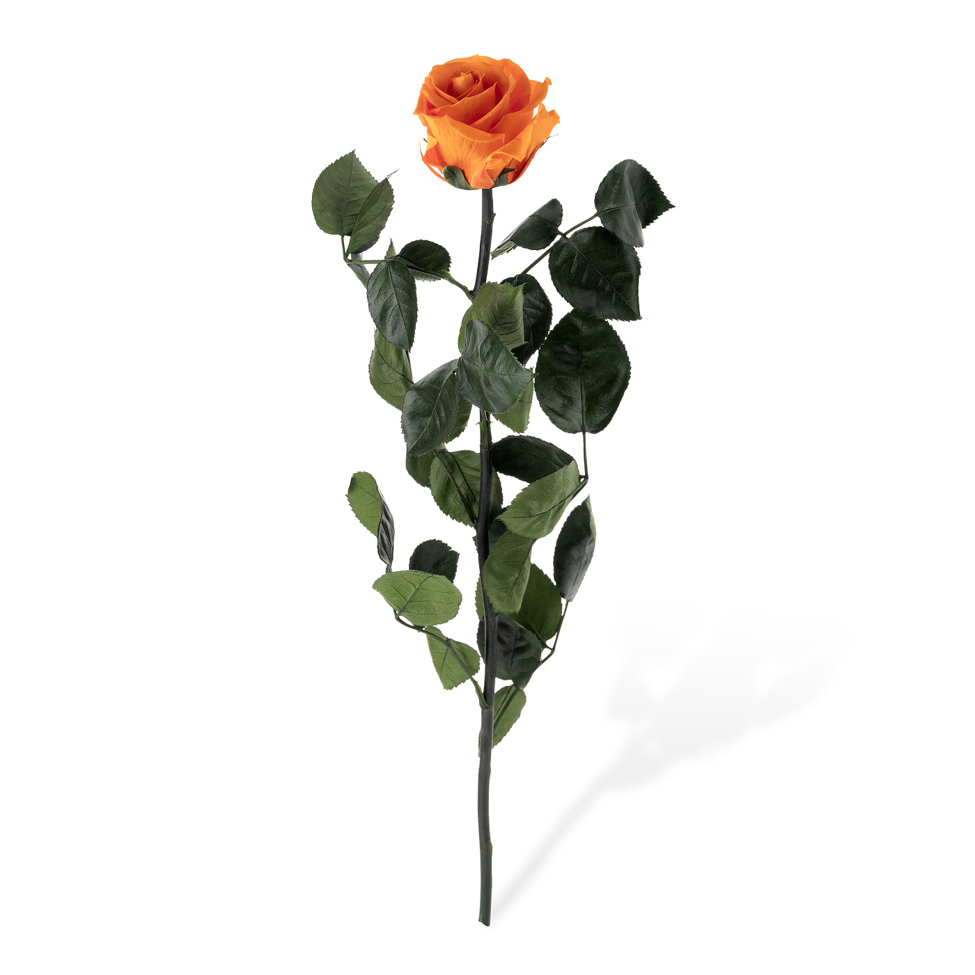 Dárková stabilizovaná růže - oranžová