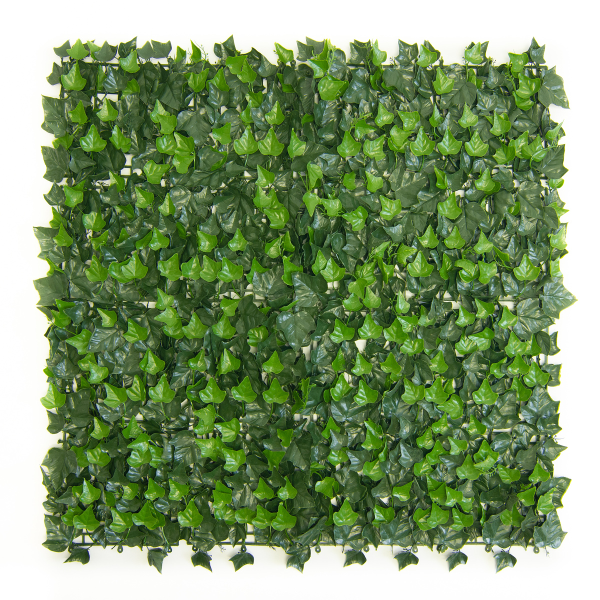 HEDERA, dílec 50 x 50 cm