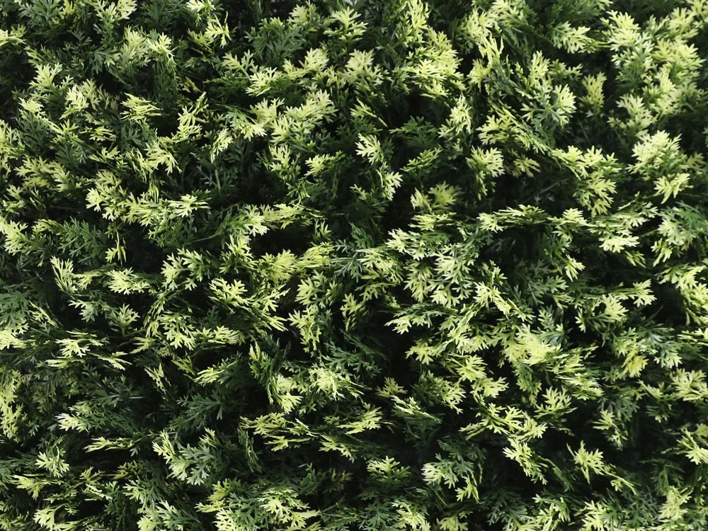 THUJA VG, dílec 50 x 50 cm
