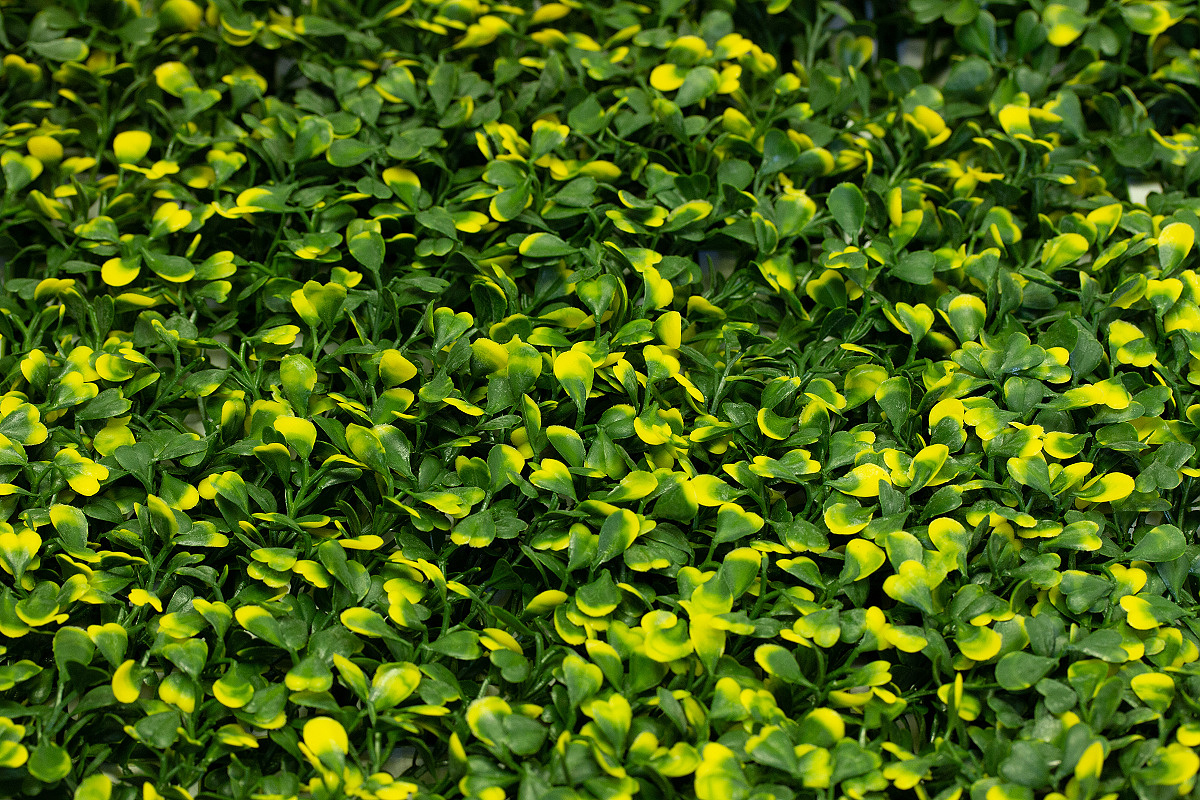 BUXUS VG, dílec 50 x 50 cm