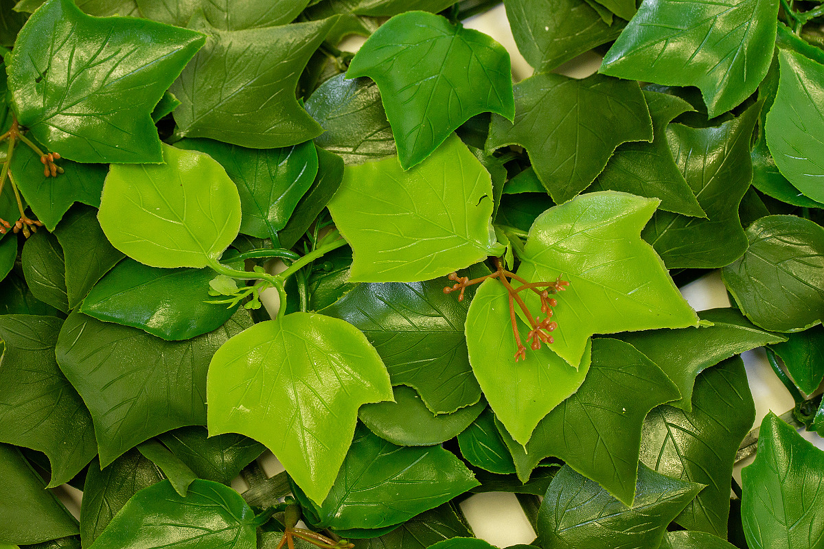 HEDERA BLOOM, dílec 50 x 50 cm