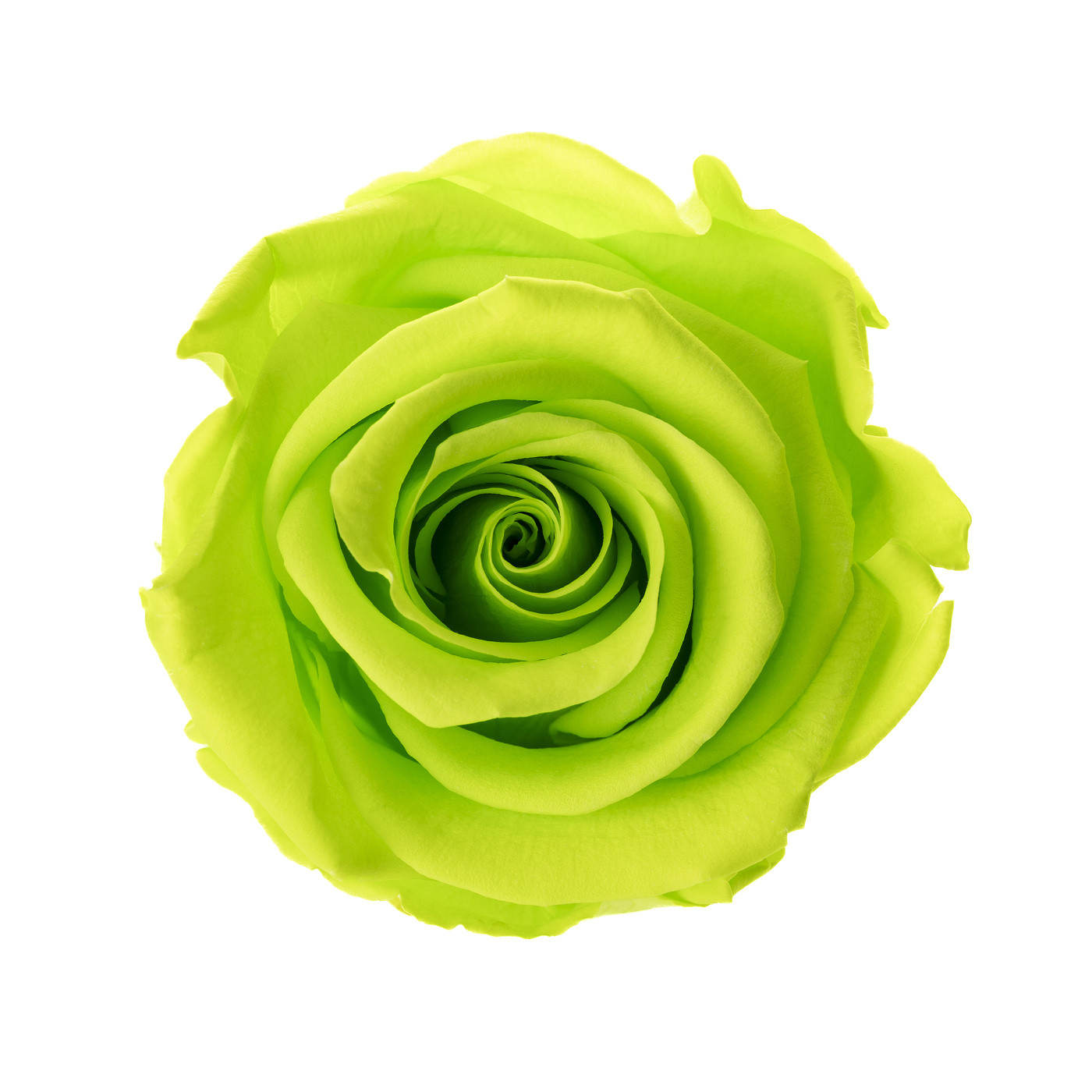 Dárková stabilizovaná růže - zářivě limetková