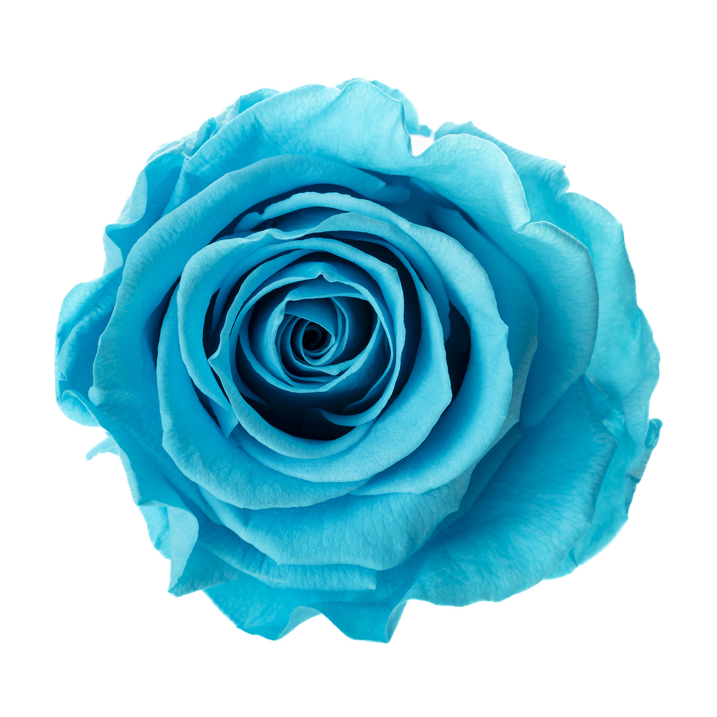 Dárková stabilizovaná růže - zářivě tyrkysová