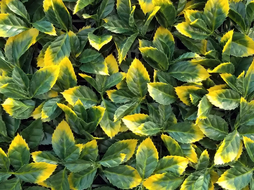 ILEX VG, dílec 50 x 50 cm