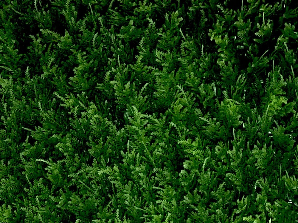 THUJA Japonica, dílec 50 x 50 cm