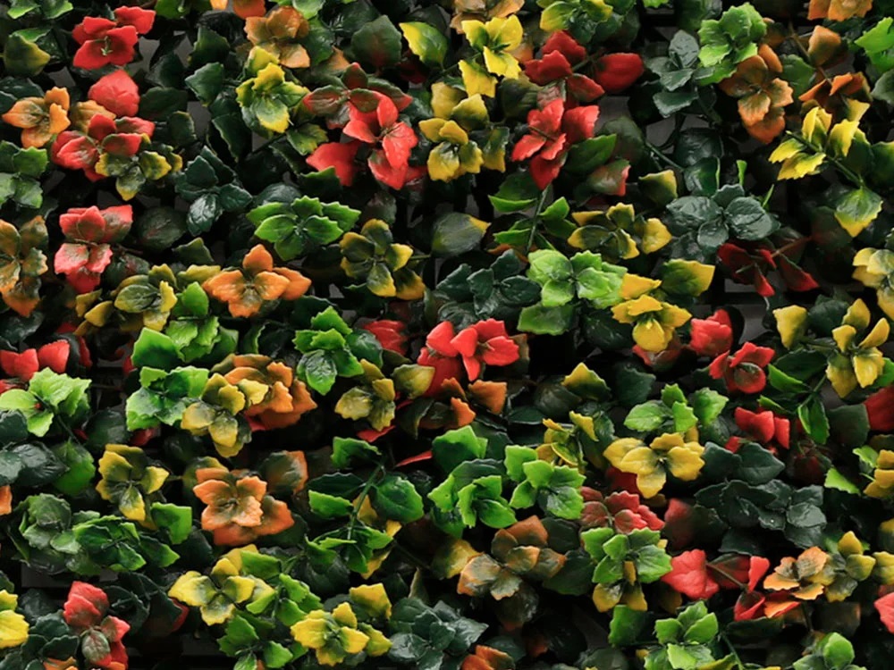 Leucadendron multicolor, dílec 50 x 50 cm