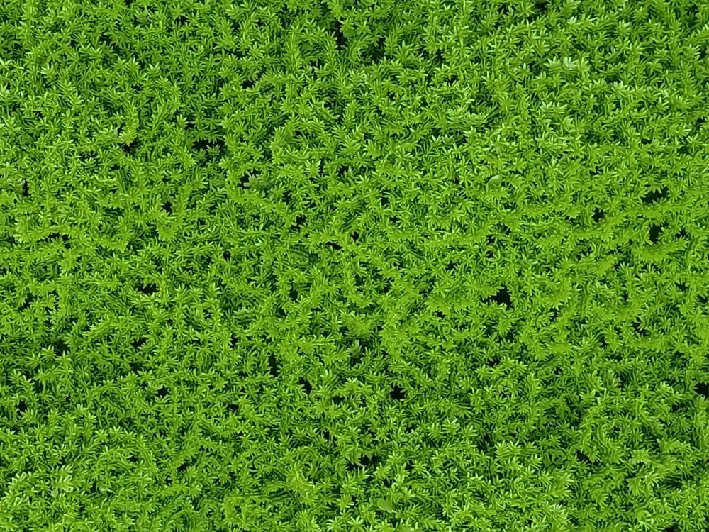 Moss green, dílec 50 x 50 cm