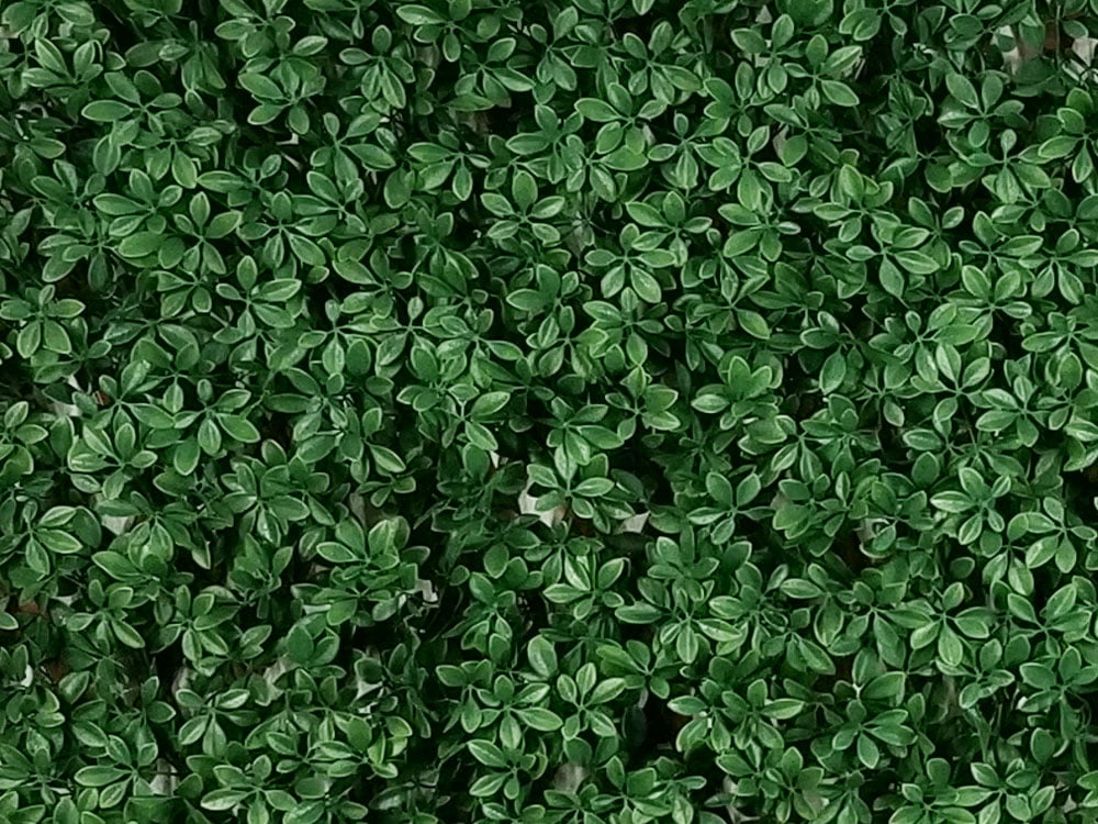 SCHEFFLERA - DARK GREEN EXT, rozměr - 1,0x2,0 m