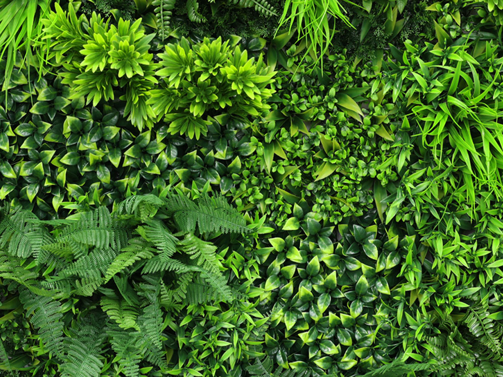 WALL GREEN Ruscus, dílec 100 x 100 cm
