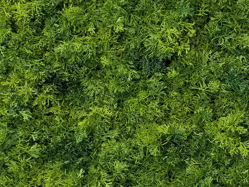 Moss deep dark, dílec 50 x 50 cm
