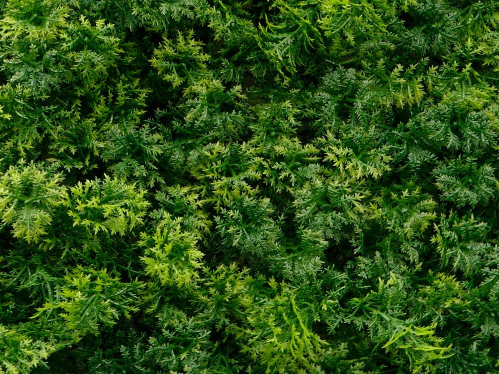 Moss coral dark, dílec 50 x 50 cm