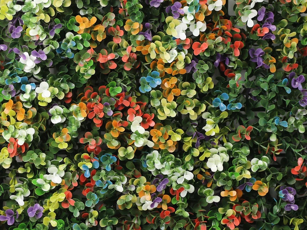 Buxus multicolor, dílec 50 x 50 cm
