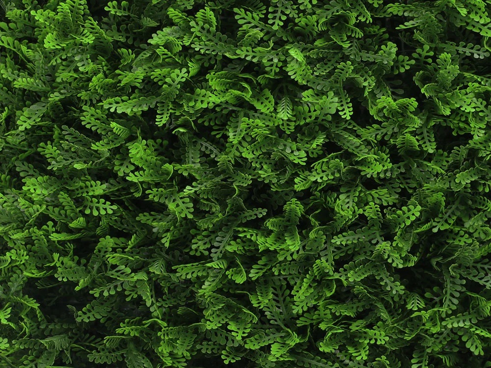 Asplenium dark, dílec 50 x 50 cm