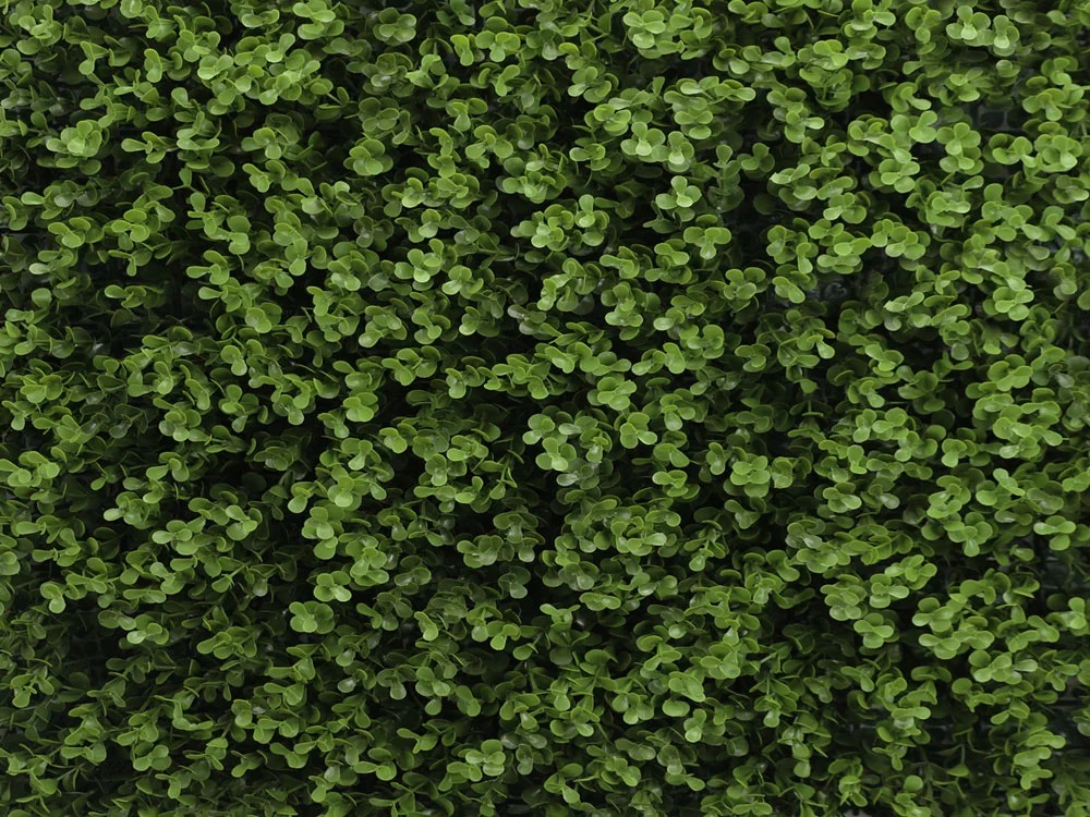Buxus long green, dílec 50 x 50 cm