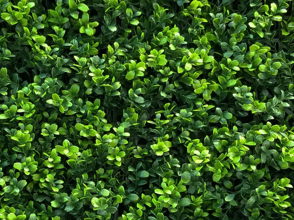 Buxus japonicus, dílec 50 x 50 cm
