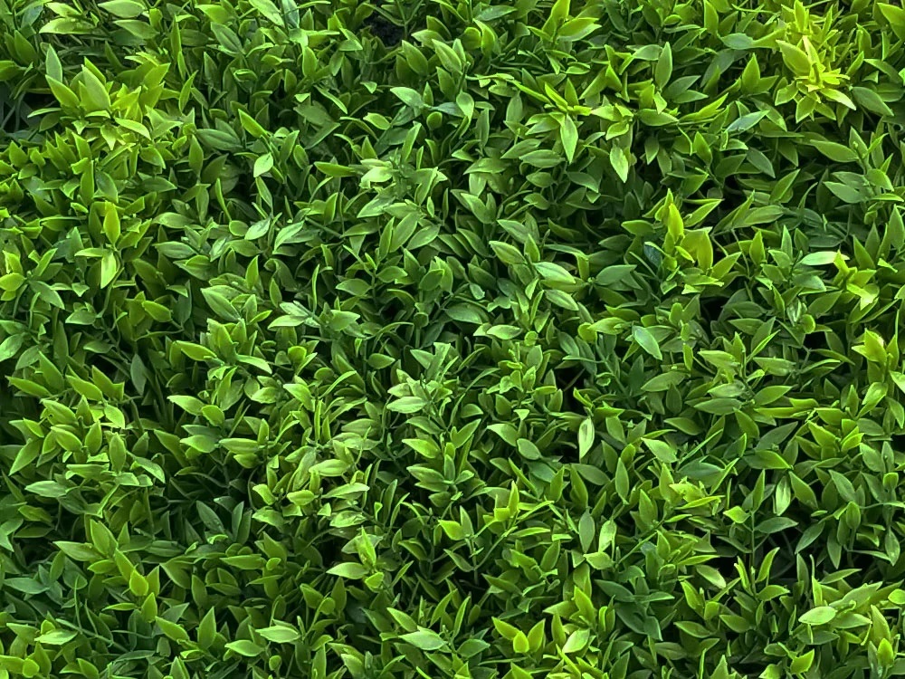 Buxus Muisdoorn, dílec 50 x 50 cm