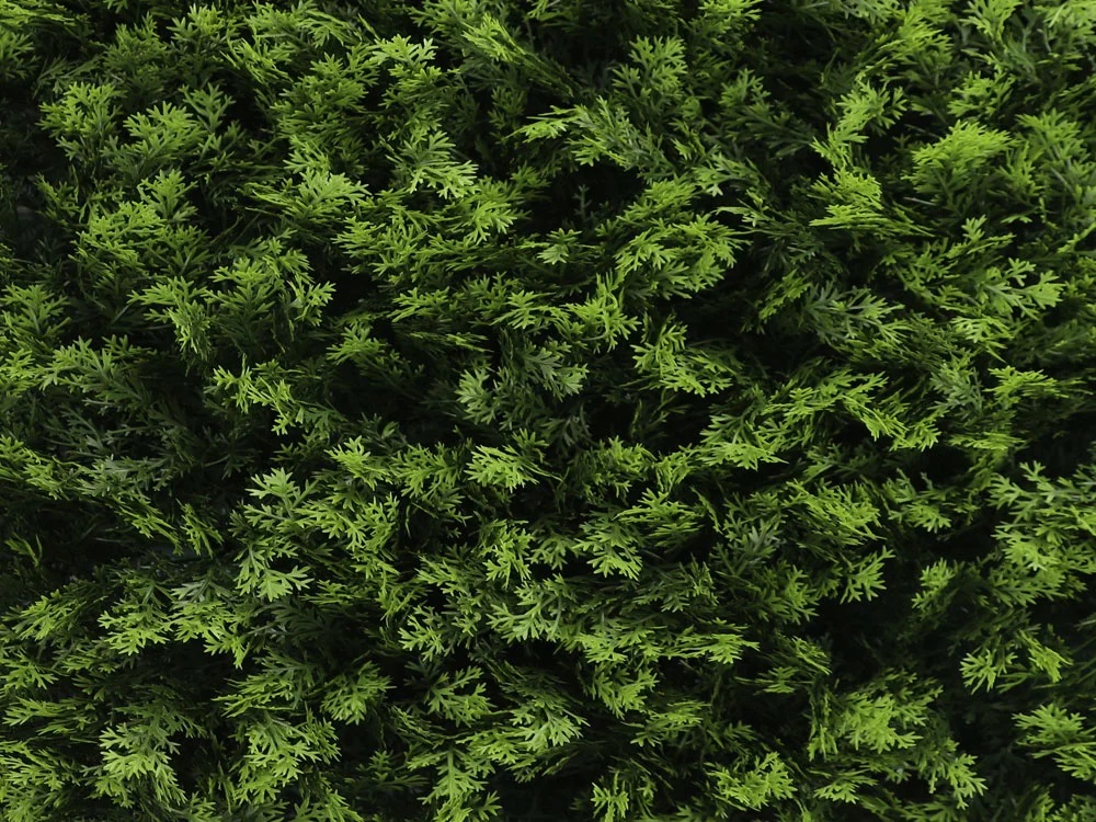 THUJA green, dílec 50 x 50 cm