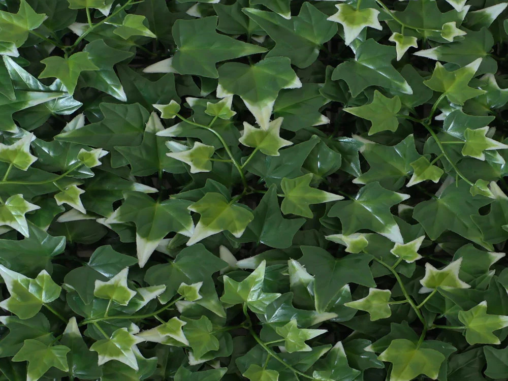 Hedera helix VG, dílec 50 x 50 cm