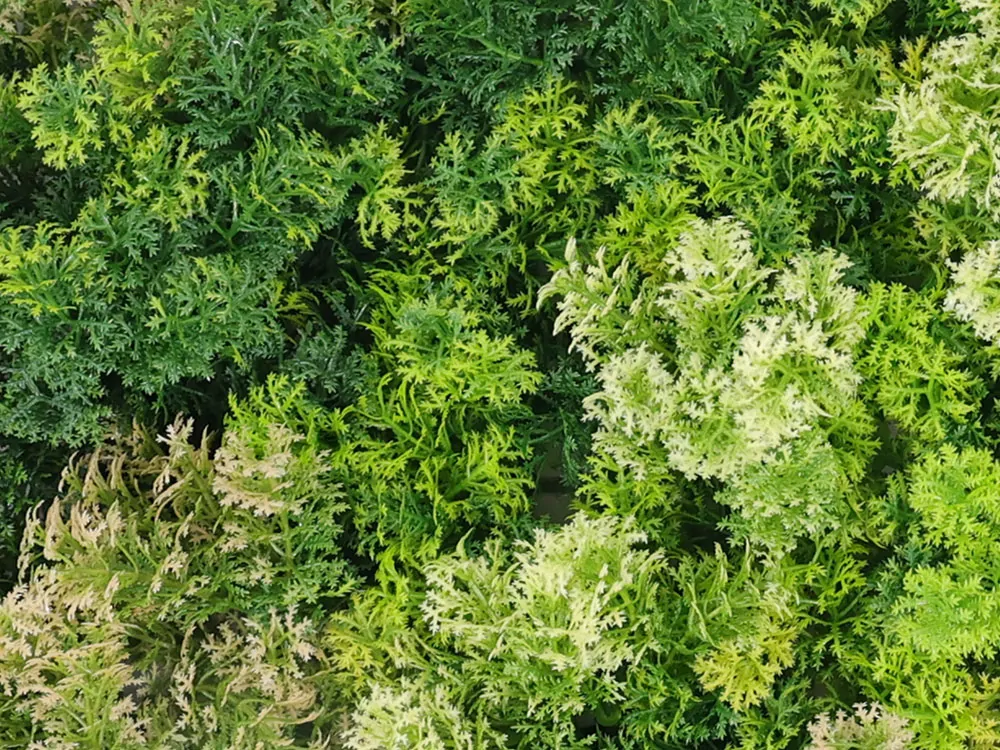 Moss coral mix, dílec 50 x 50 cm