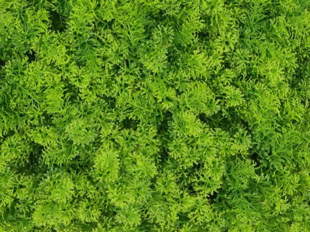 Moss coral light green, dílec 50 x 50 cm