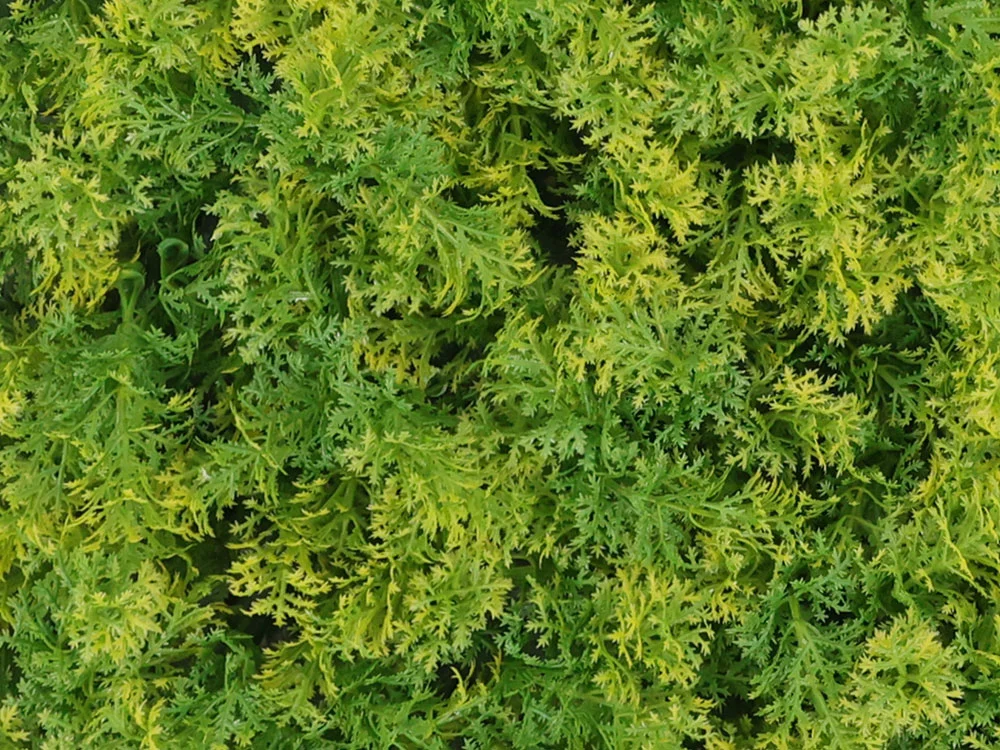 Moss coral yellow, dílec 50 x 50 cm