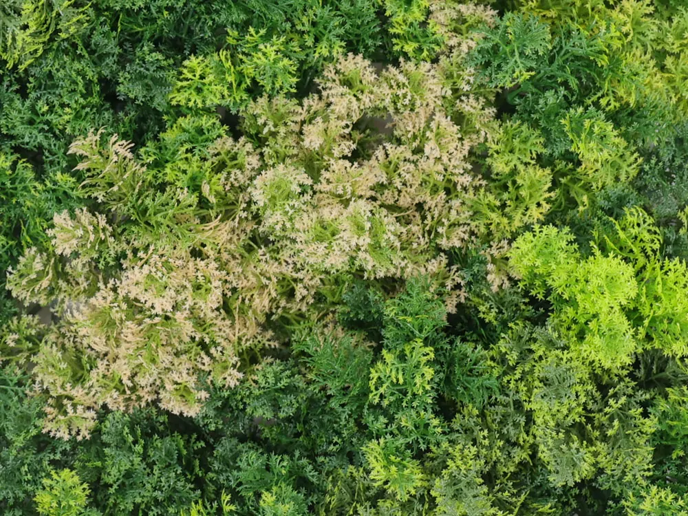 Moss coral mix 2, dílec 50 x 50 cm