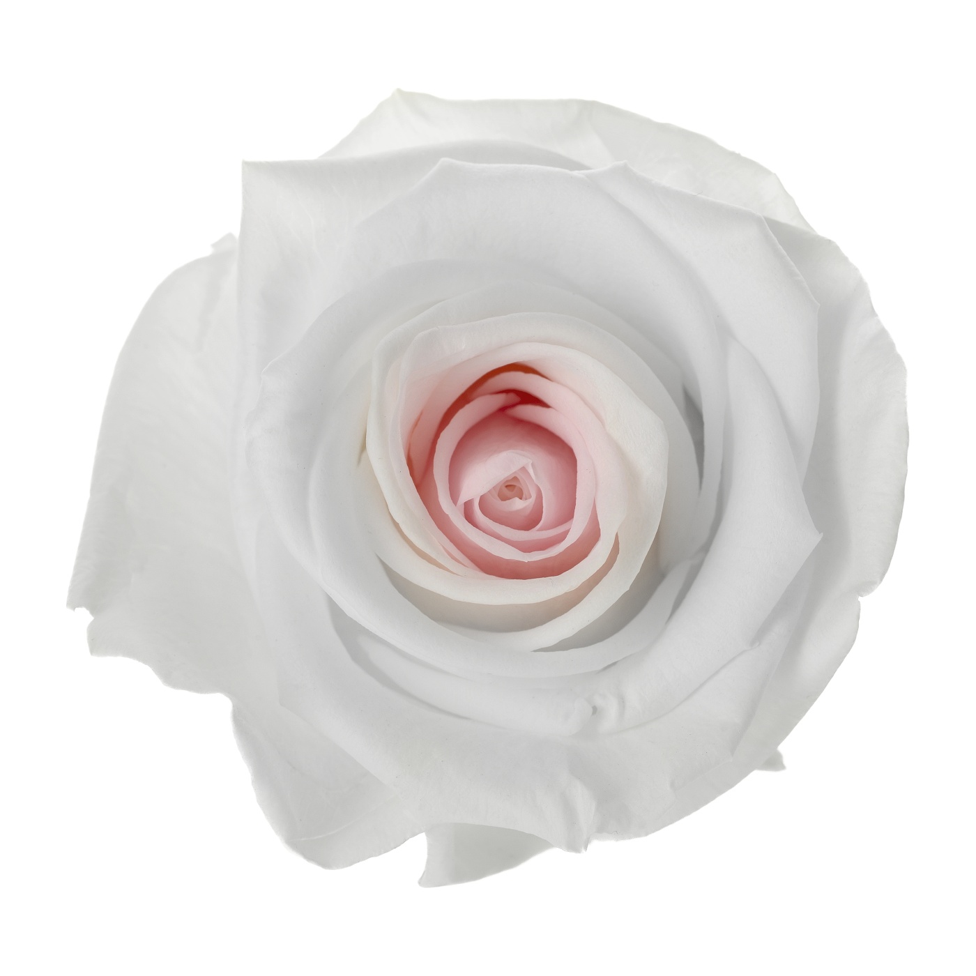 Dárková stabilizovaná růže - bílo-růžová