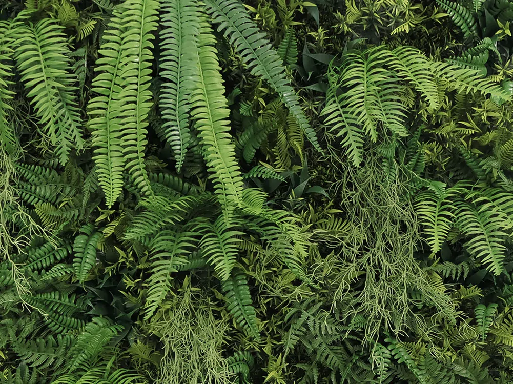 WALL GREEN Boston fern botanica, dílec 100 x 100 cm