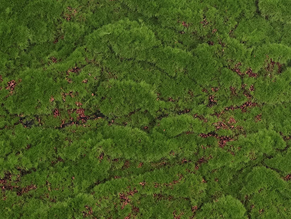 Ball moss , dílec 50 x 50 cm