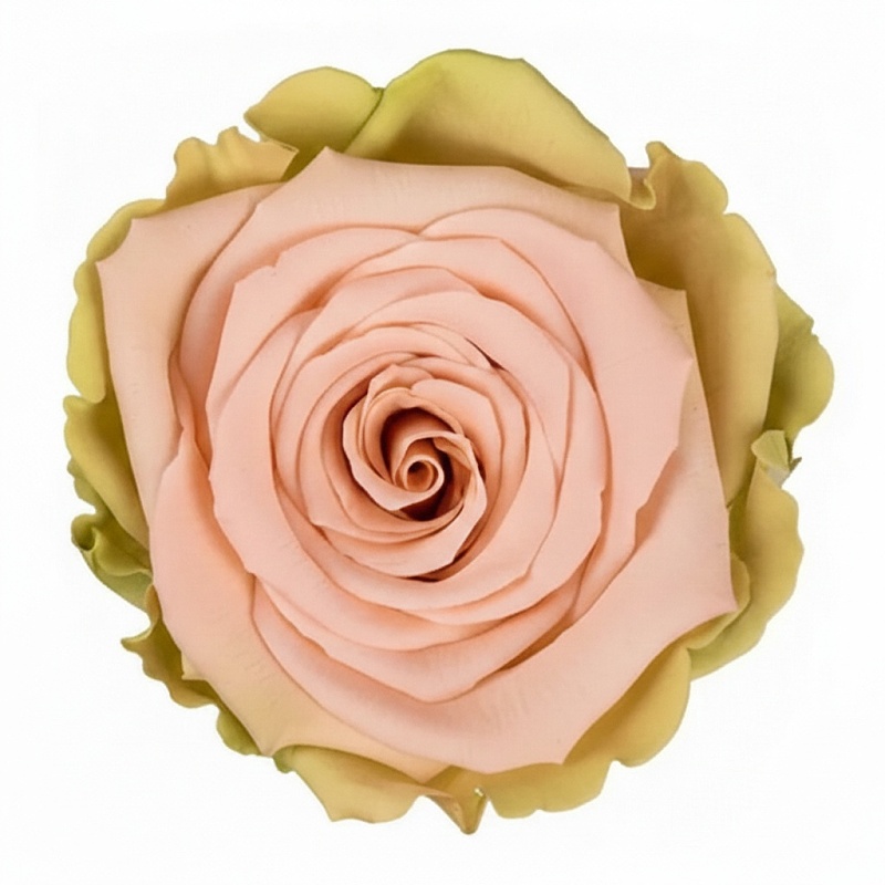 Dárková stabilizovaná růže - zeleno-růžová