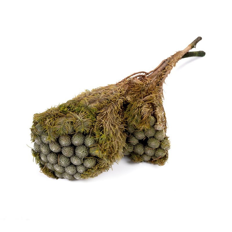 Brunia Albiflora