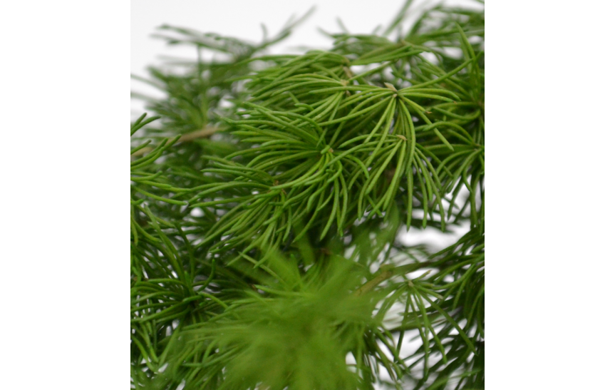 Ming Fern