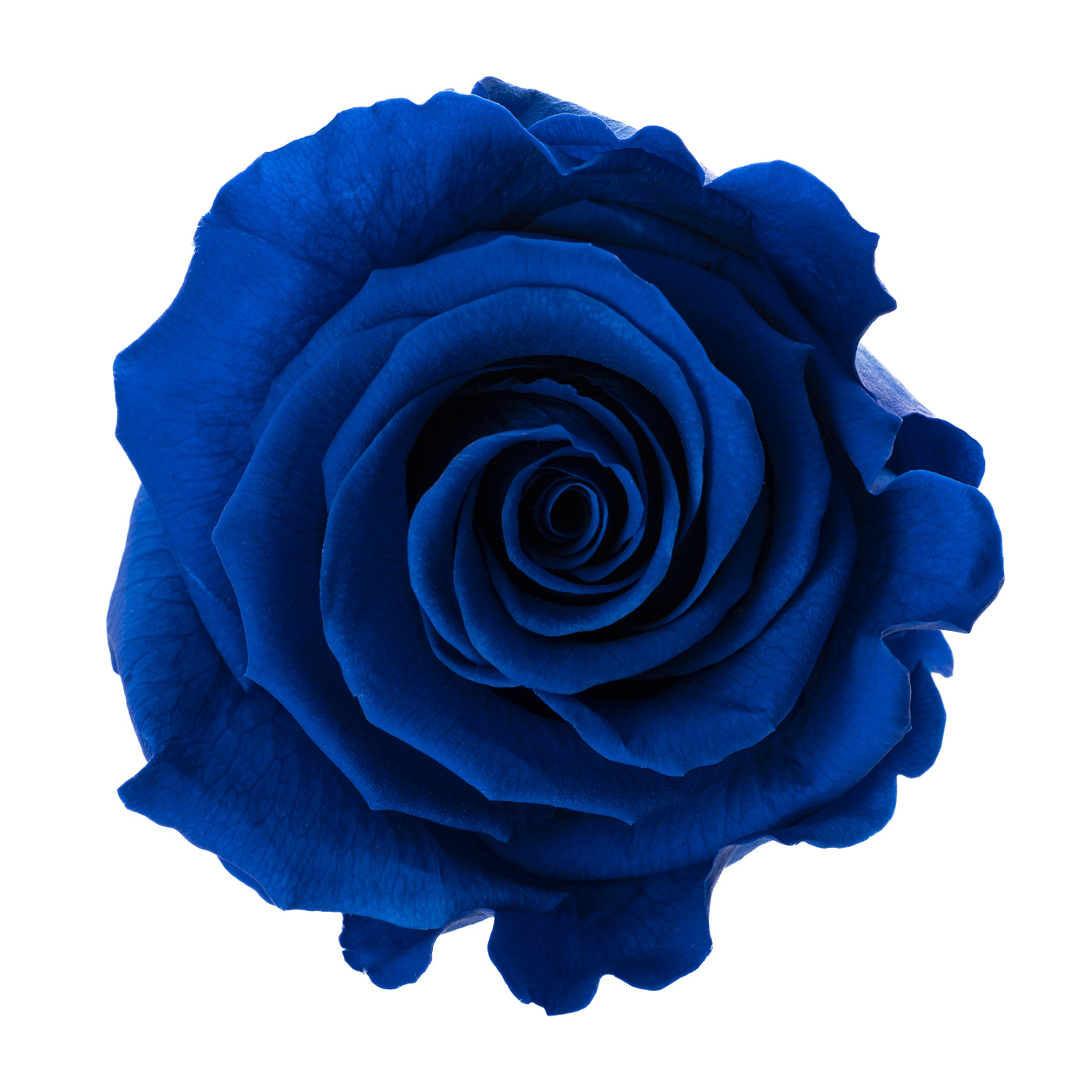 Dárková stabilizovaná růže - tmavě modrá