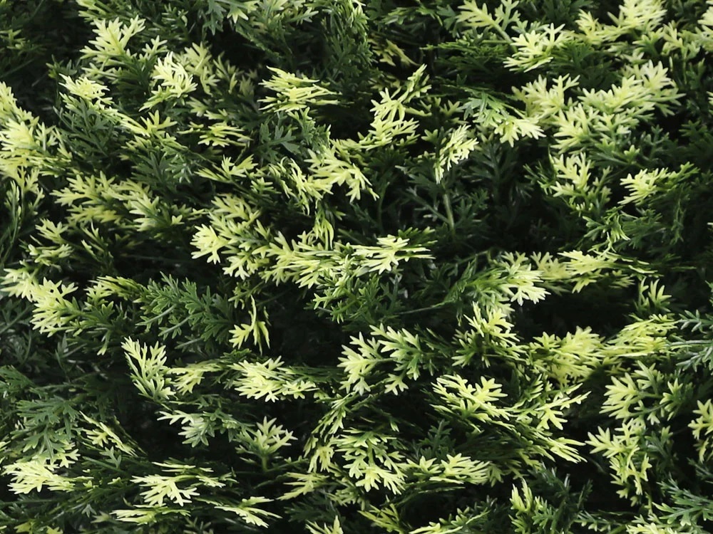 THUJA VG, dílec 50 x 50 cm