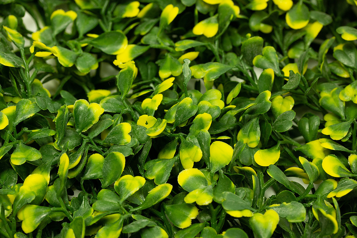 BUXUS VG, dílec 50 x 50 cm