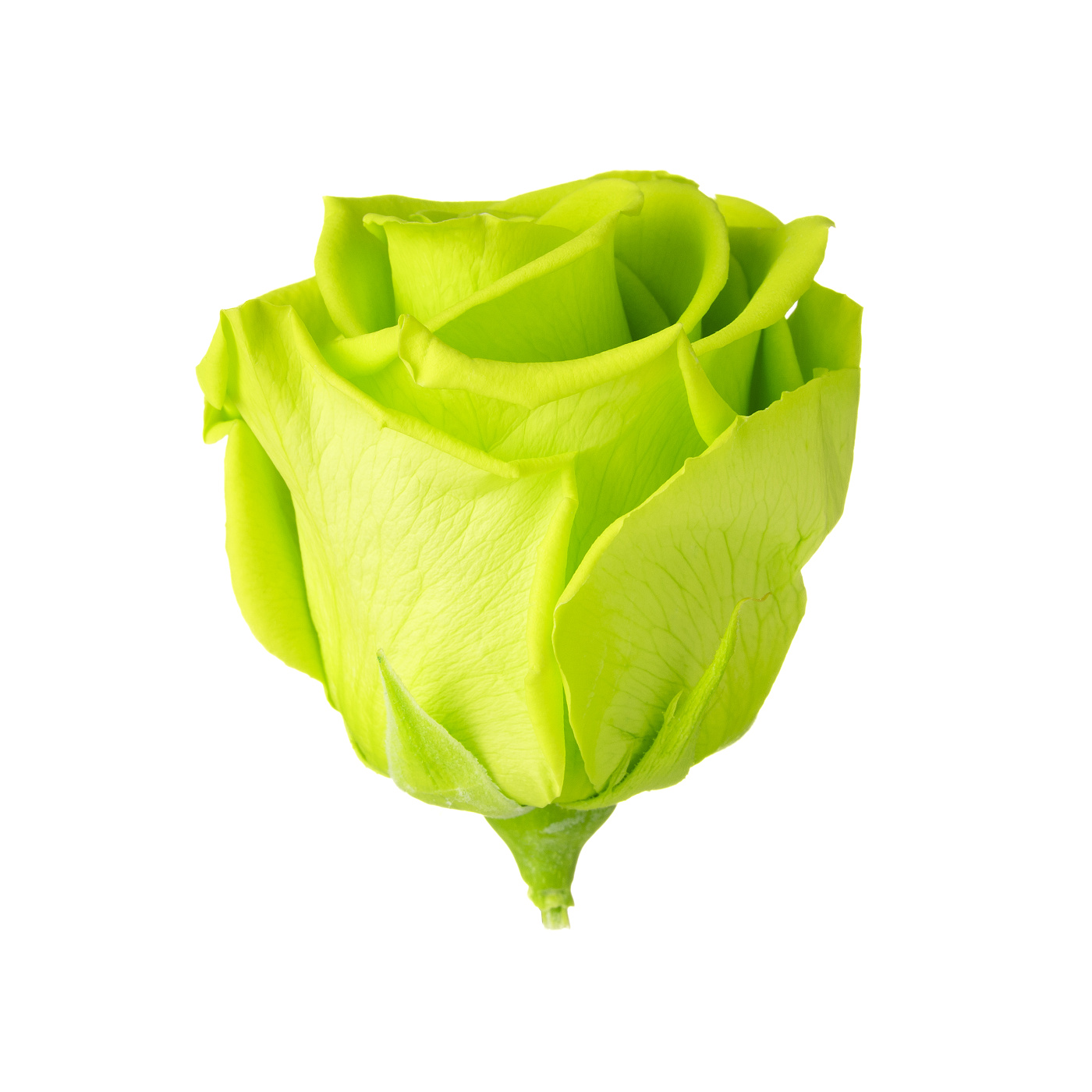 Dárková stabilizovaná růže - zářivě limetková