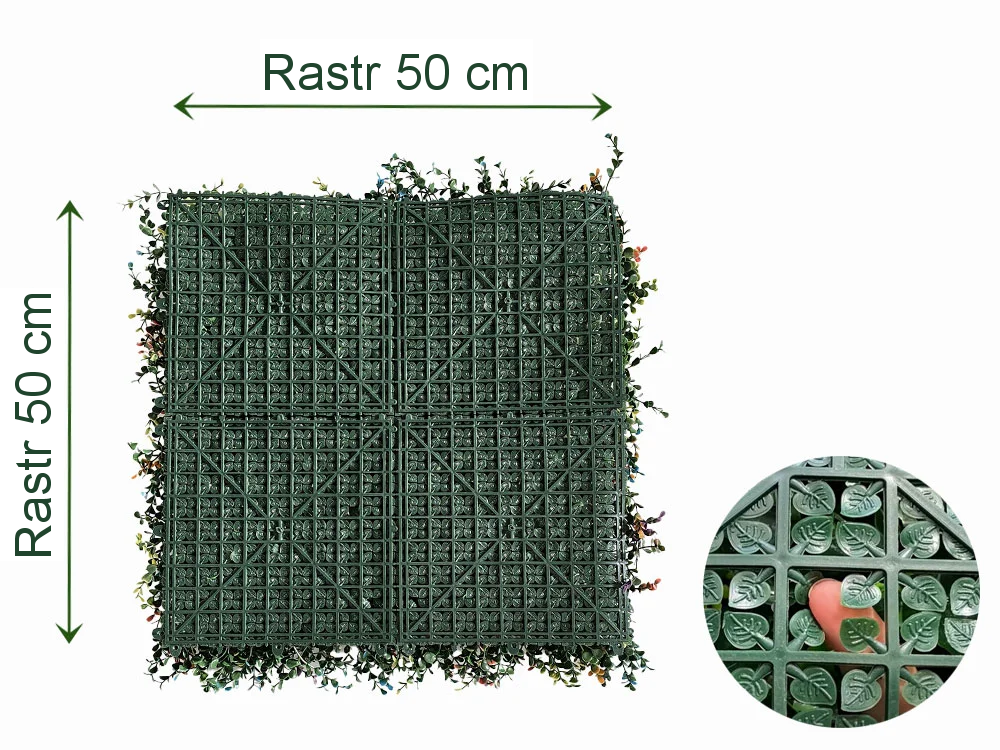 Buxus multicolor, dílec 50 x 50 cm