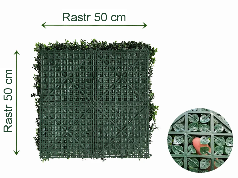 Buxus japonicus, dílec 50 x 50 cm