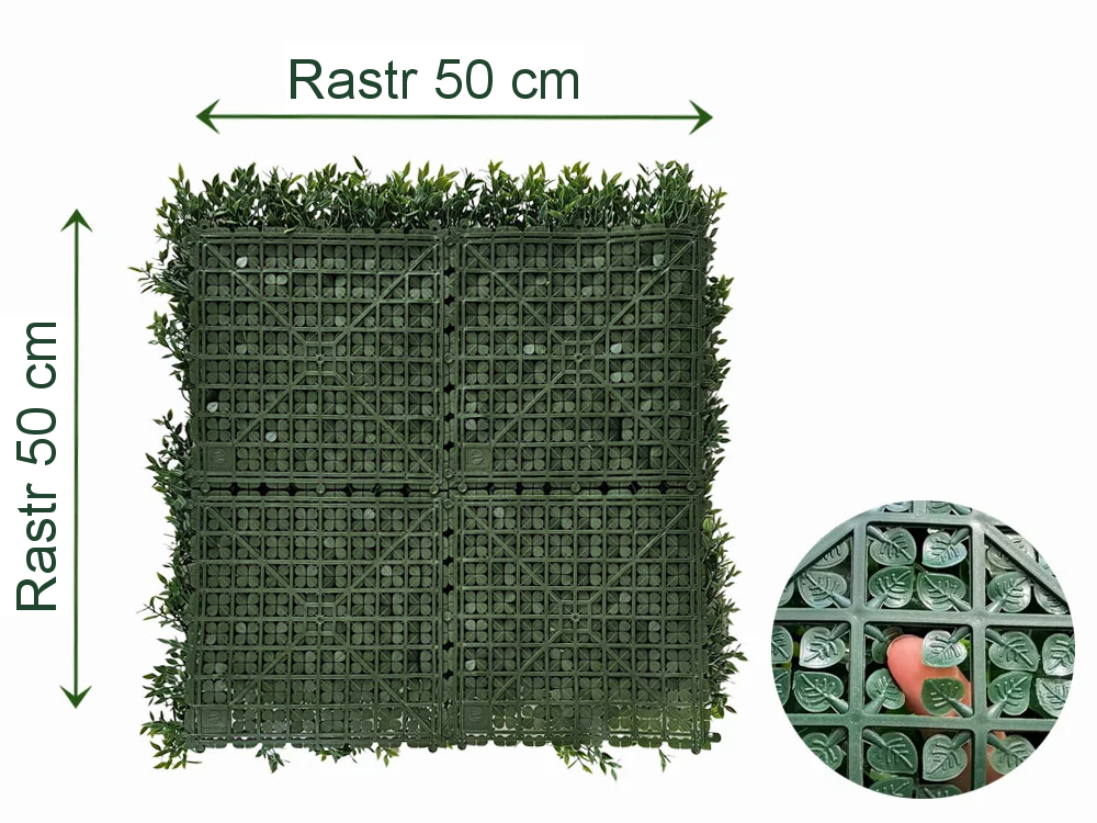 Buxus Muisdoorn, dílec 50 x 50 cm