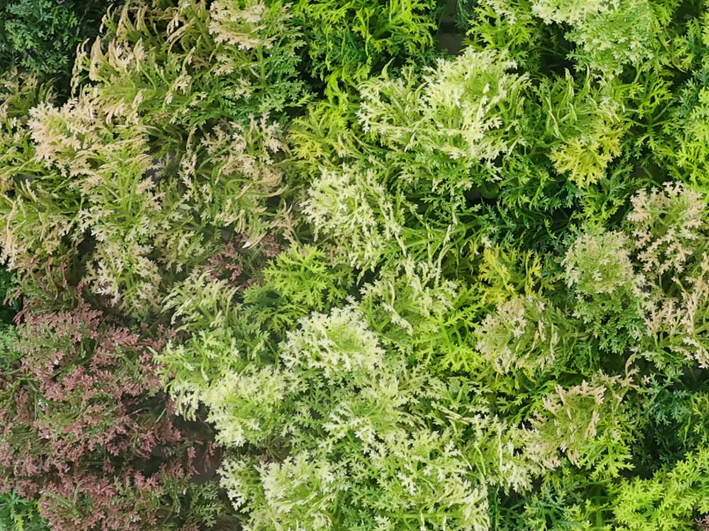 Moss coral mix, dílec 50 x 50 cm