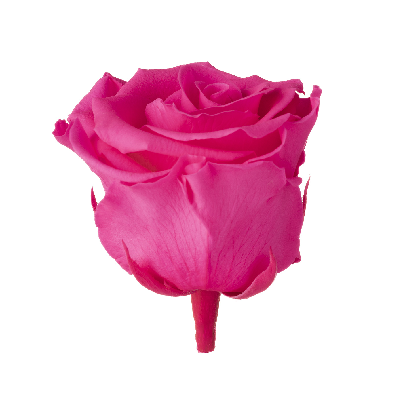 Dárková stabilizovaná růže - zářivě růžová