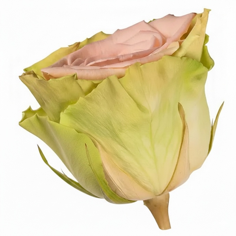 Dárková stabilizovaná růže - zeleno-růžová