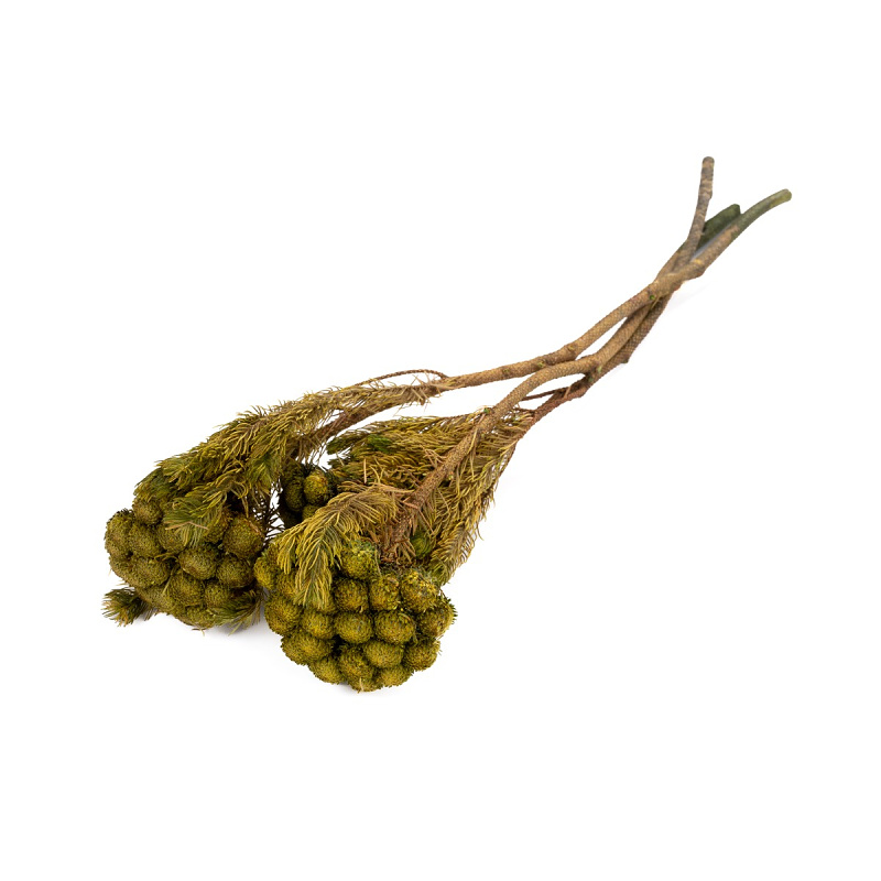 Brunia Albiflora