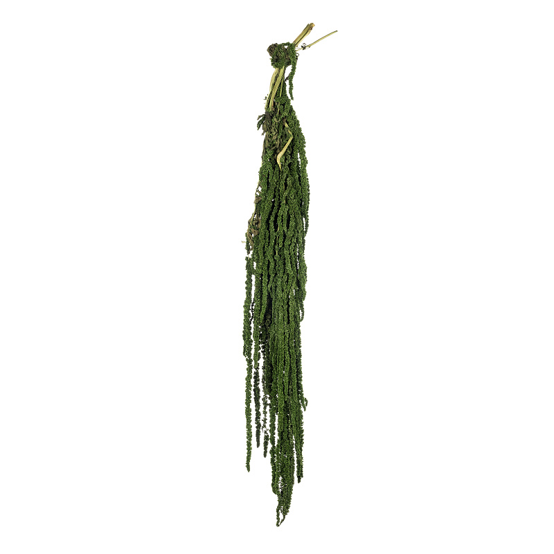 Amaranthus
