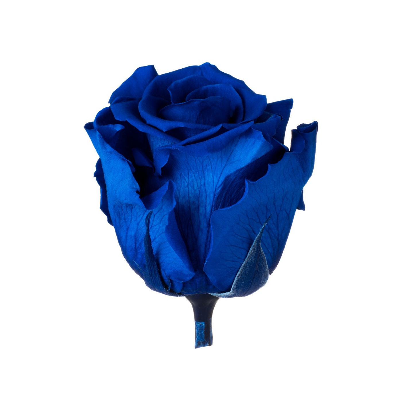 Dárková stabilizovaná růže - tmavě modrá