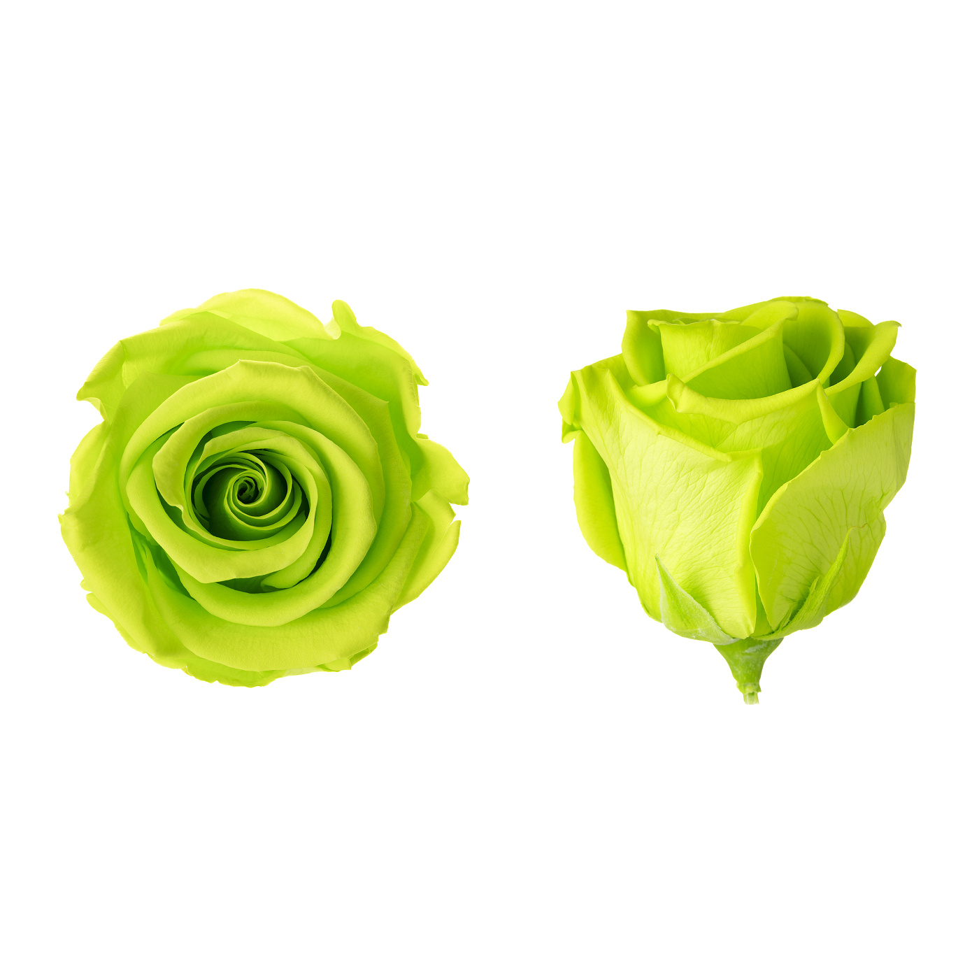 Dárková stabilizovaná růže - zářivě limetková