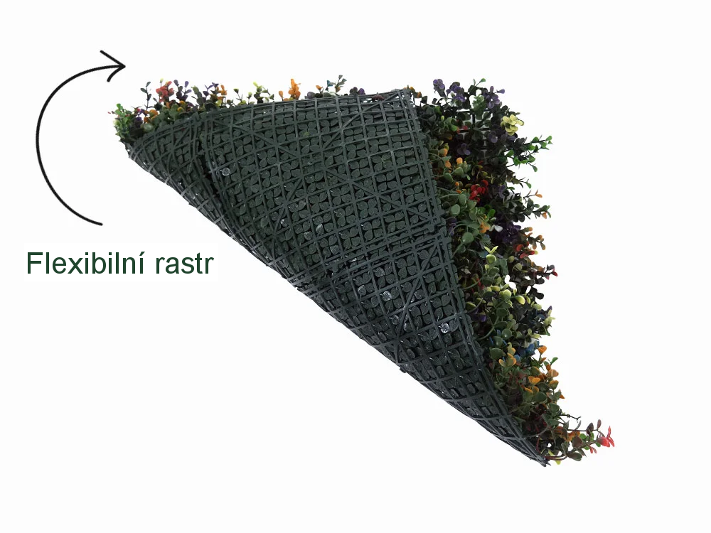 Buxus multicolor, dílec 50 x 50 cm