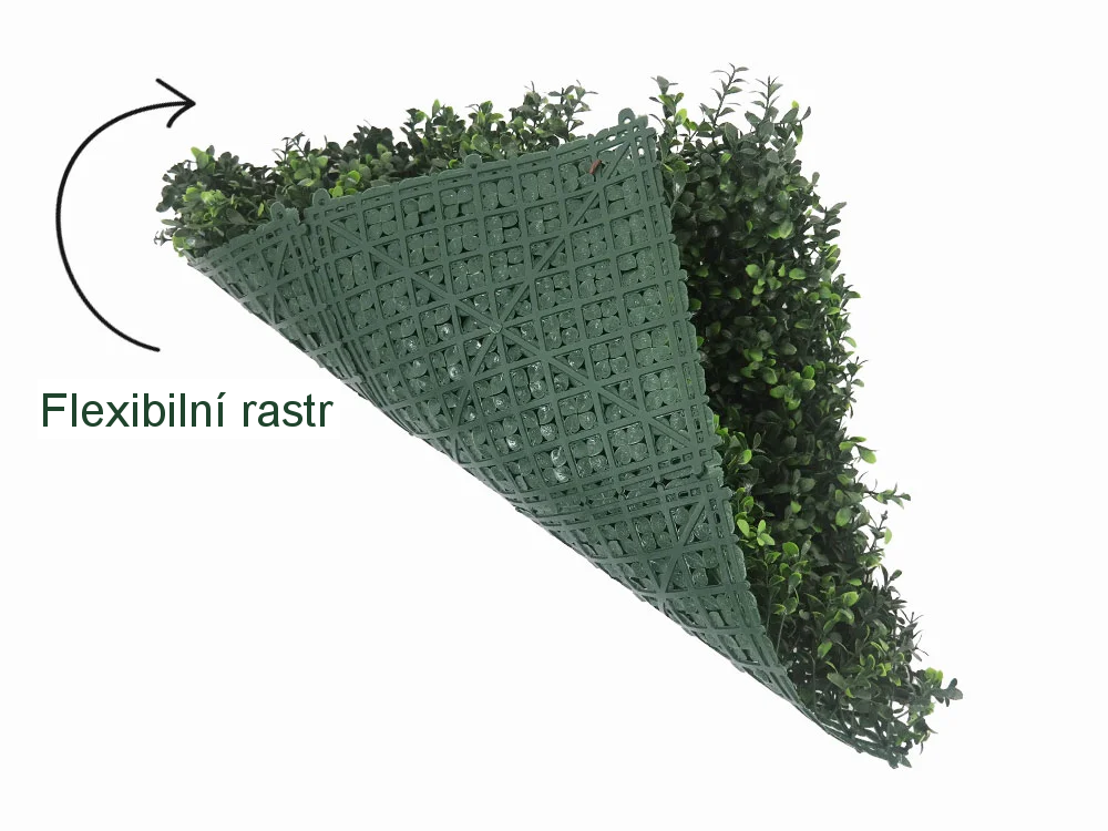 Buxus japonicus, dílec 50 x 50 cm