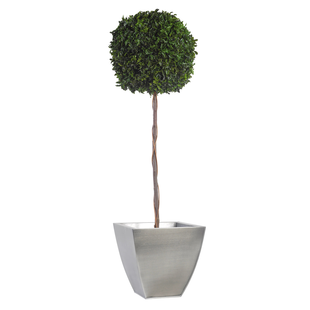 Pittosporum - simple sphere