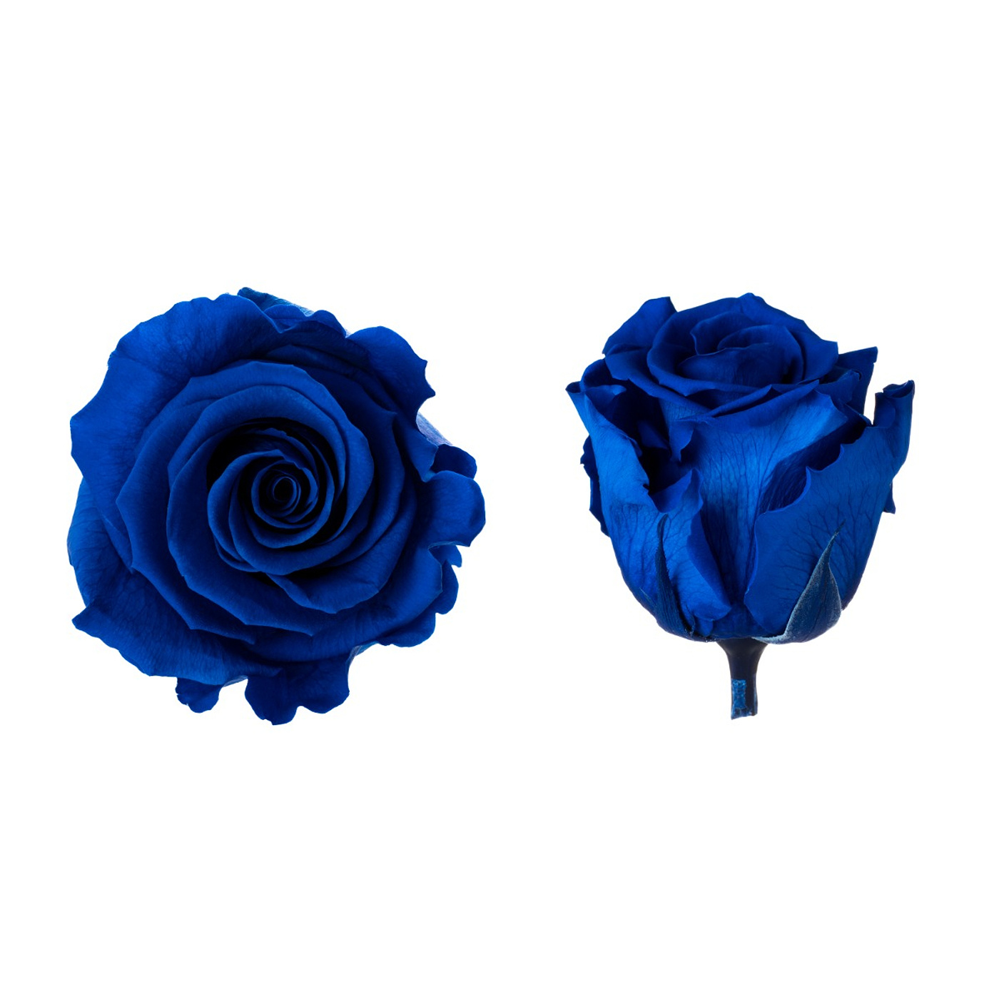 Dárková stabilizovaná růže - tmavě modrá